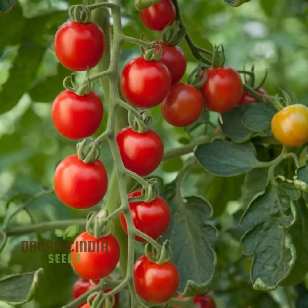 Solito Tomato Seeds - Compact And Flavorful Tomatoes For Your Garden