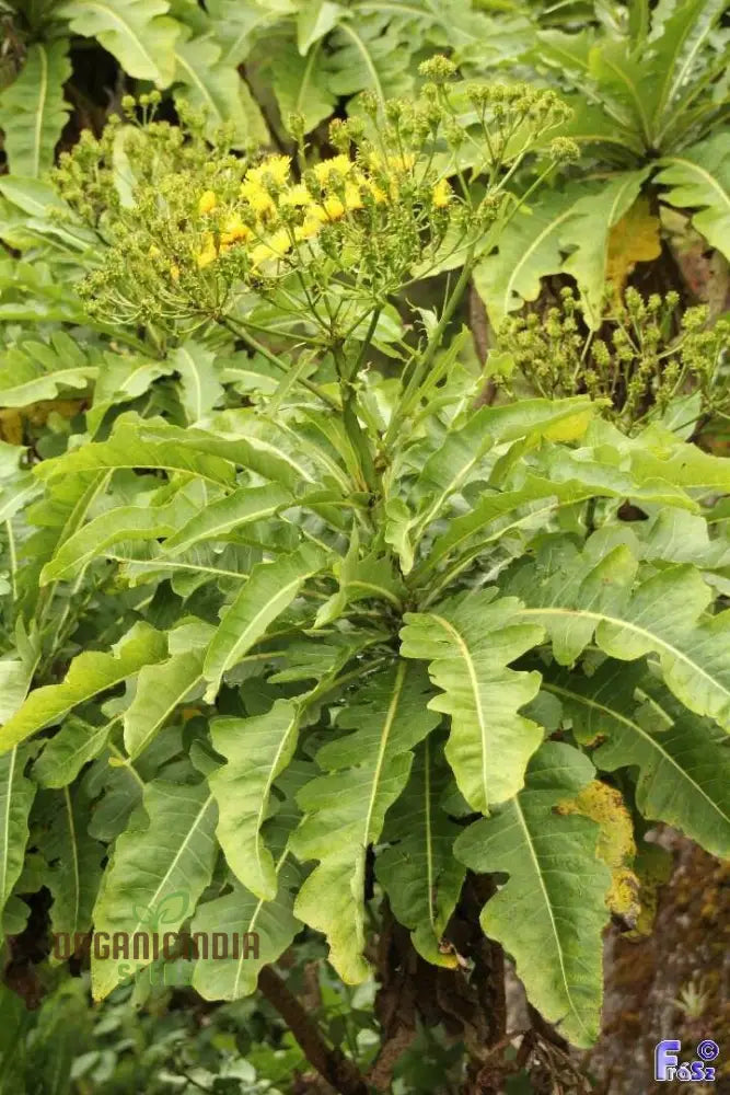 Sonchus Fruticosus Seeds: Cultivate Beauty And Biodiversity With Hardy Perennial Seeds For Your