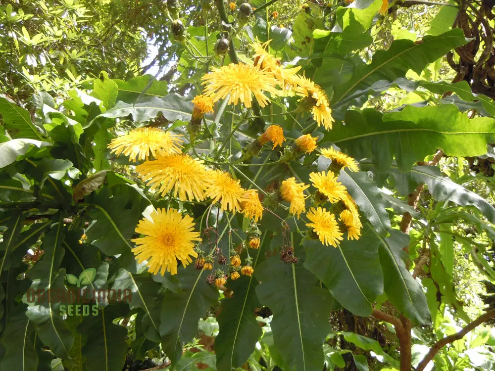 Sonchus Fruticosus Seeds: Cultivate Beauty And Biodiversity With Hardy Perennial Seeds For Your