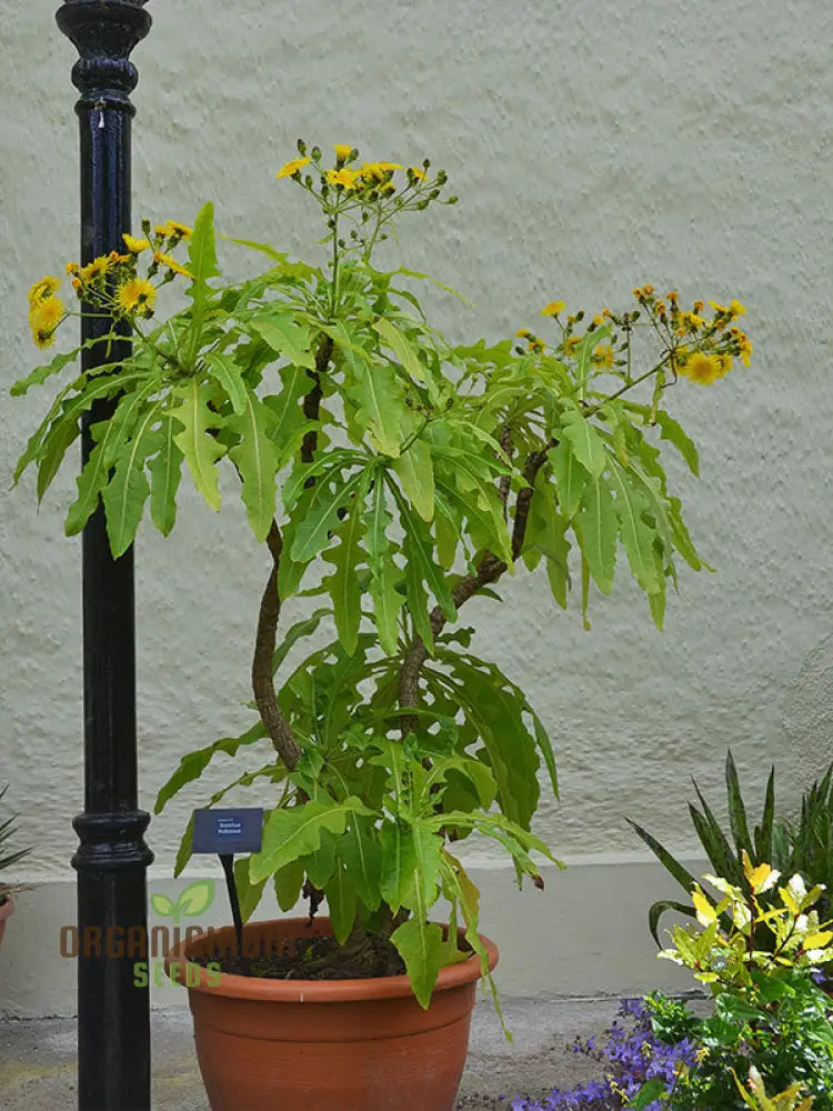 Sonchus Fruticosus Seeds: Cultivate Beauty And Biodiversity With Hardy Perennial Seeds For Your