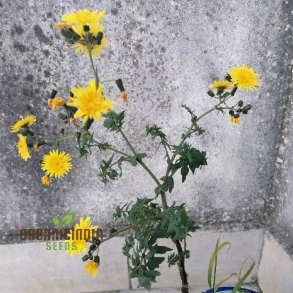 Sonchus Fruticosus Seeds: Cultivate Beauty And Biodiversity With Hardy Perennial Seeds For Your