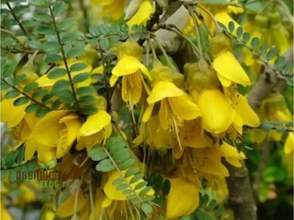 Sophora Microphylla Seeds: Cultivate Exquisite Beauty And Botanical Diversity In Your Landscape!