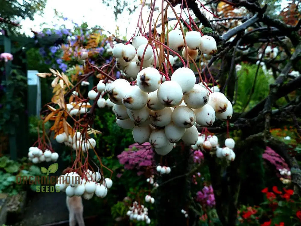 Sorbus Cashmiriana Seeds: Enhance Your Garden With Rare Beauty And Sustainable Gardening Delights!