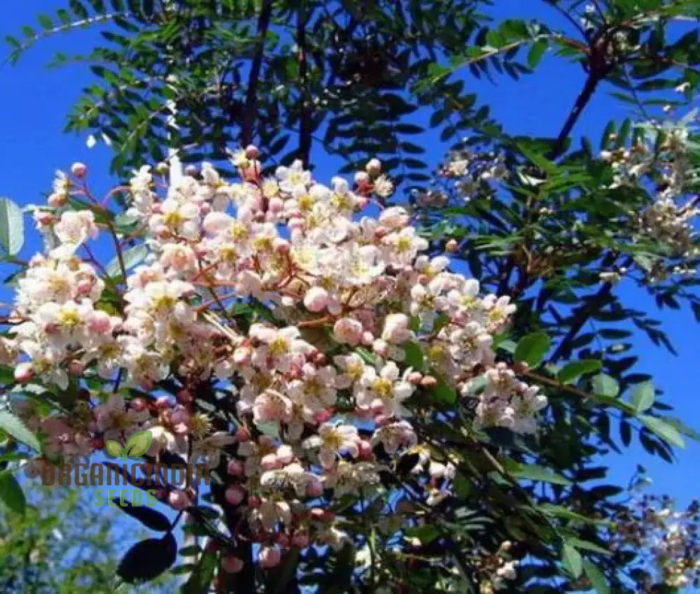 Sorbus Cashmiriana Seeds: Enhance Your Garden With Rare Beauty And Sustainable Gardening Delights!