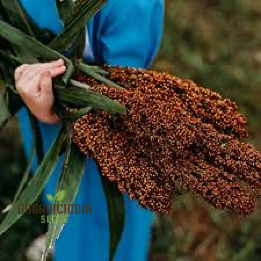 Sorghum Broom Plant Seeds 75Pcs Packet Premium