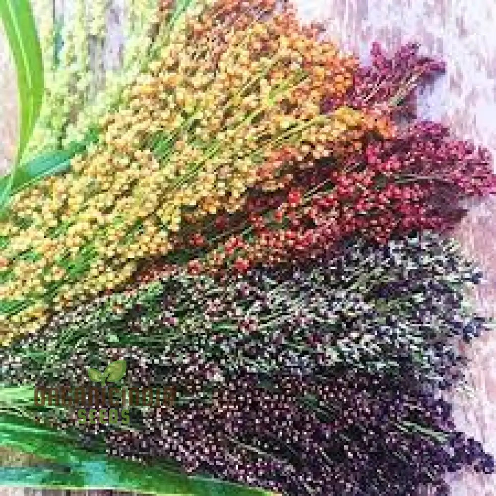 Sorghum Broom Plant Seeds 75Pcs Packet Premium