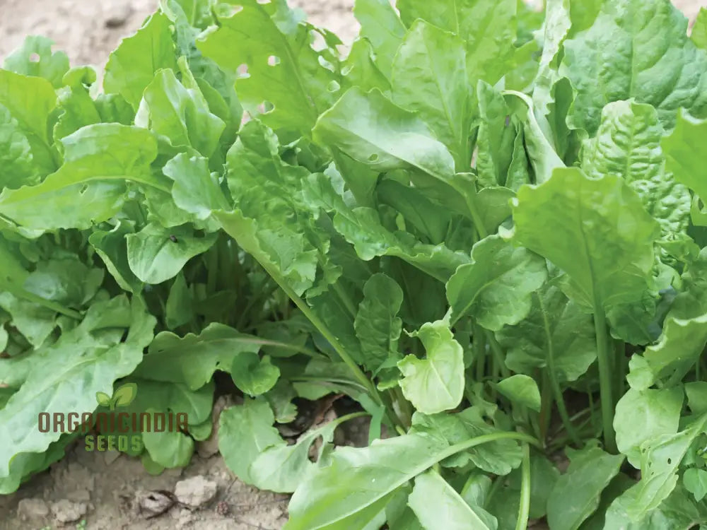 Sorrel French Green De Belleville Seeds For Planting High-Quality Grow Delicious Nutritious In Your