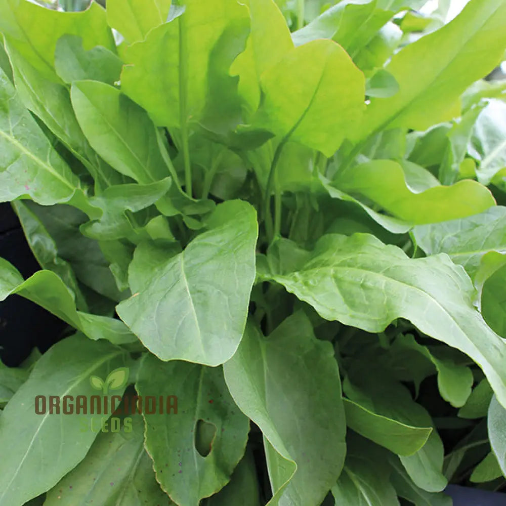 Sorrel French Green De Belleville Seeds For Planting High-Quality Grow Delicious Nutritious In Your