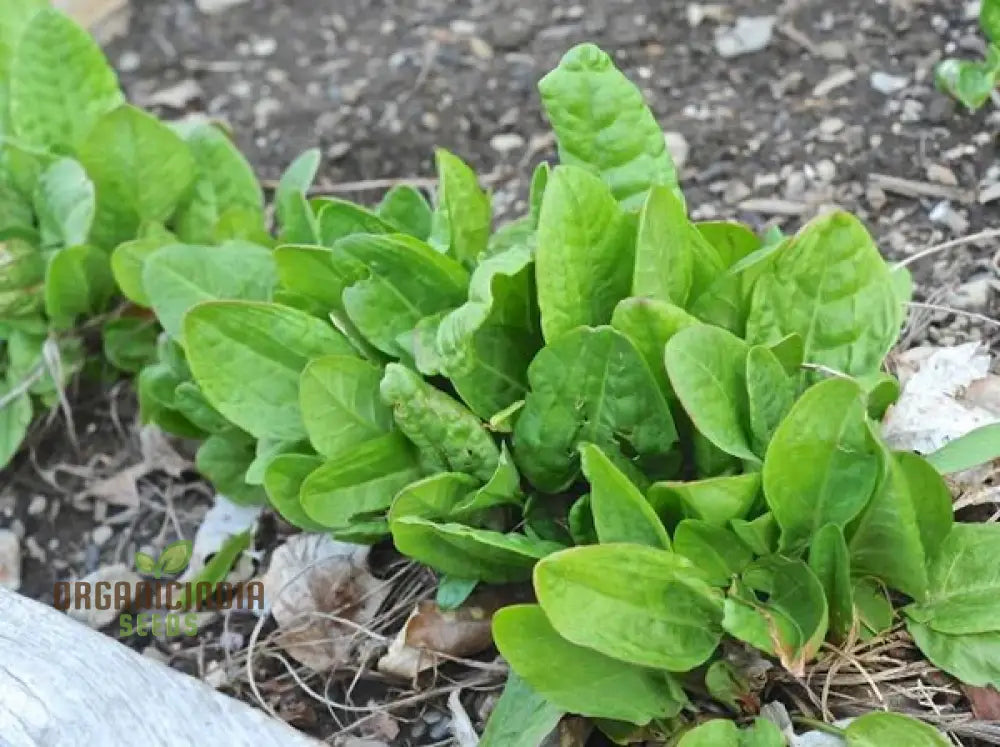 Sorrel French Green De Belleville Seeds For Planting High-Quality Grow Delicious Nutritious In Your