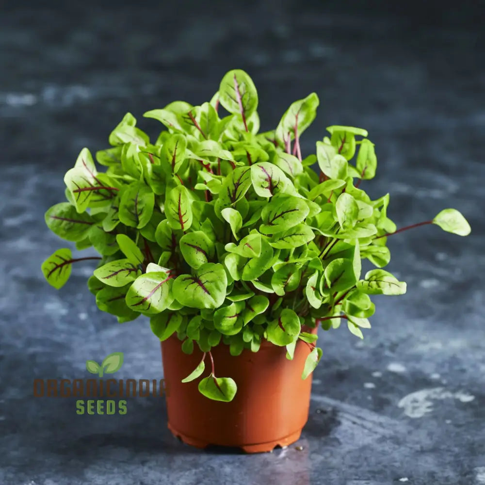 Sorrel Red Veined Vegetable Seeds Heirloom Nutritious Ideal For Salads And Culinary Uses