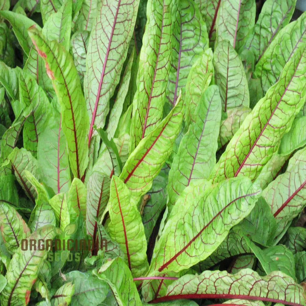 Sorrel Red Veined Vegetable Seeds Heirloom Nutritious Ideal For Salads And Culinary Uses