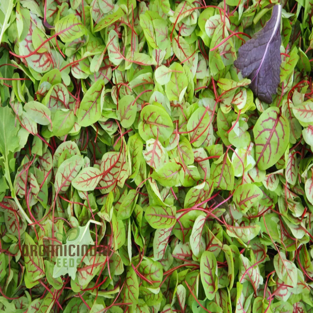 Sorrel Red Veined Vegetable Seeds Heirloom Nutritious Ideal For Salads And Culinary Uses