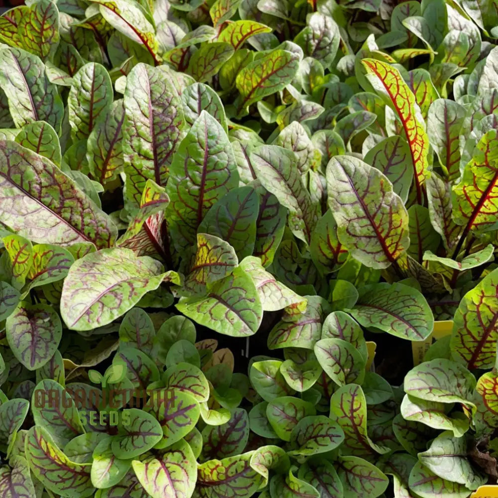 Sorrel Red Veined Vegetable Seeds Heirloom Nutritious Ideal For Salads And Culinary Uses