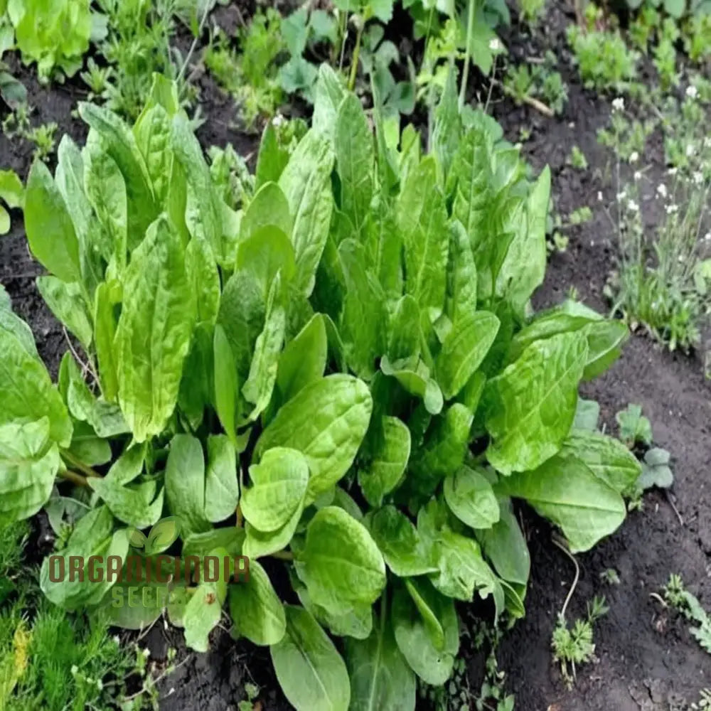 Sorrel (Rumex Acetosa) Seeds - Tangy Leaves For Fresh Salads And Culinary Uses Vegetable