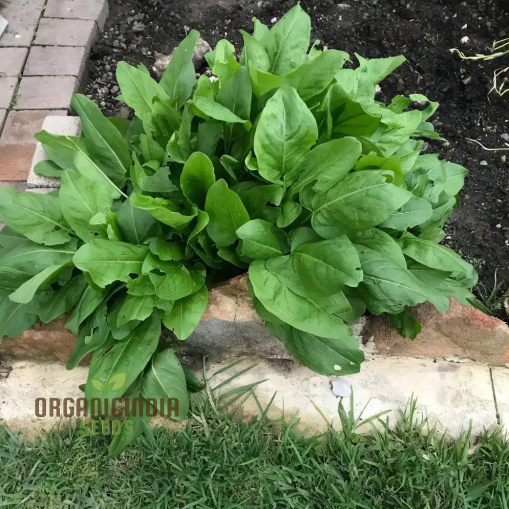 Sorrel (Rumex Acetosa) Seeds - Tangy Leaves For Fresh Salads And Culinary Uses Vegetable