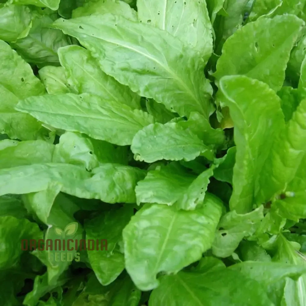 Sorrel (Rumex Acetosa) Seeds - Tangy Leaves For Fresh Salads And Culinary Uses Vegetable