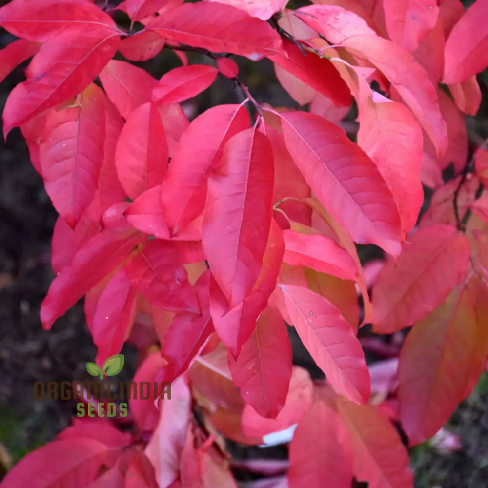 Sourwood Tree Plant Seeds High-Quality Oxydendrum Arboreum Trees Grow Beautiful Your Garden Plant