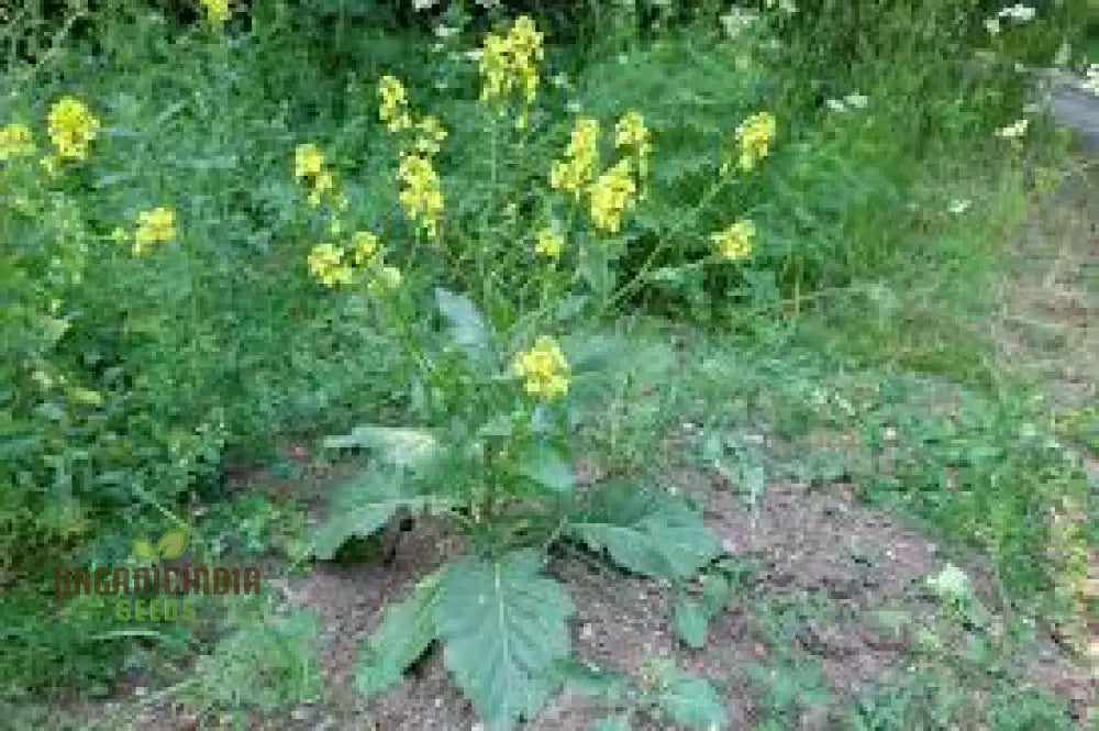 Southern Giant Curled Mustard Seeds Planting - 100 Pcs Vegetable