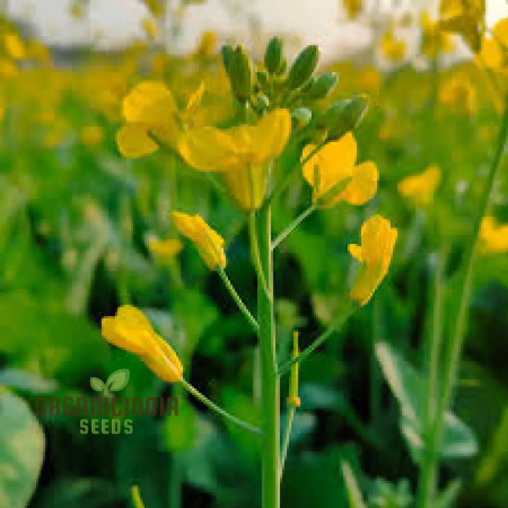 Southern Giant Curled Mustard Seeds Planting - 100 Pcs Vegetable