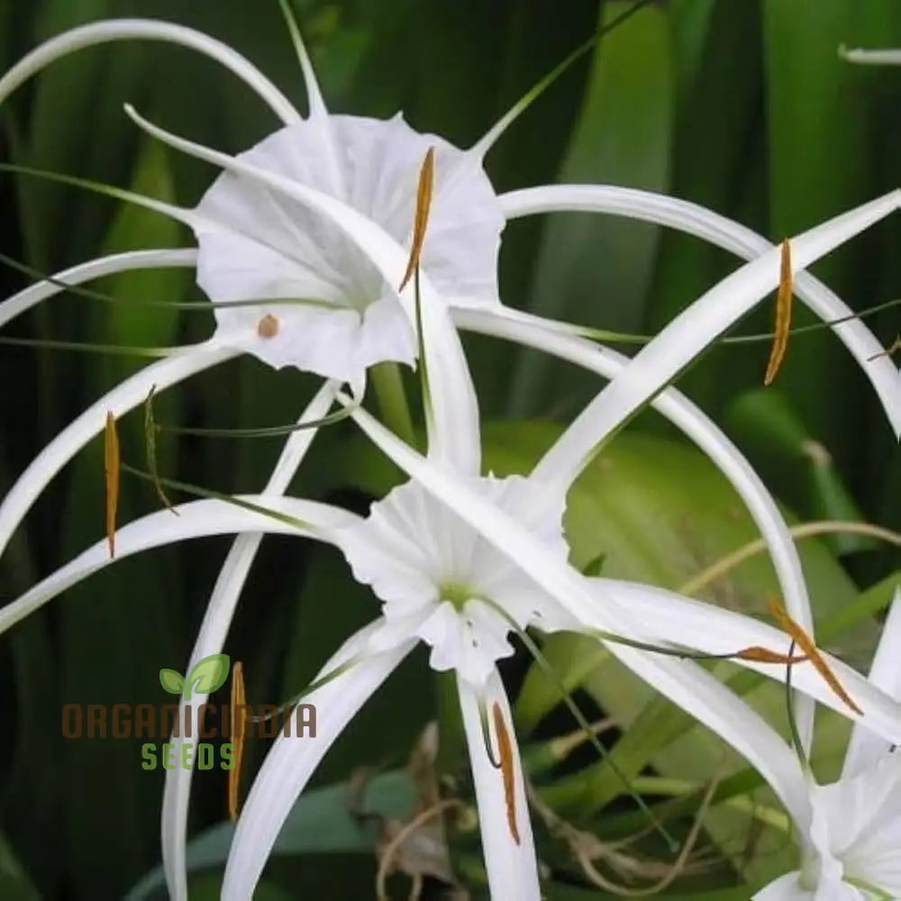 Spider Lily Mixed Color Flower Seeds Premium Quality For Planting And Gardening Seeds