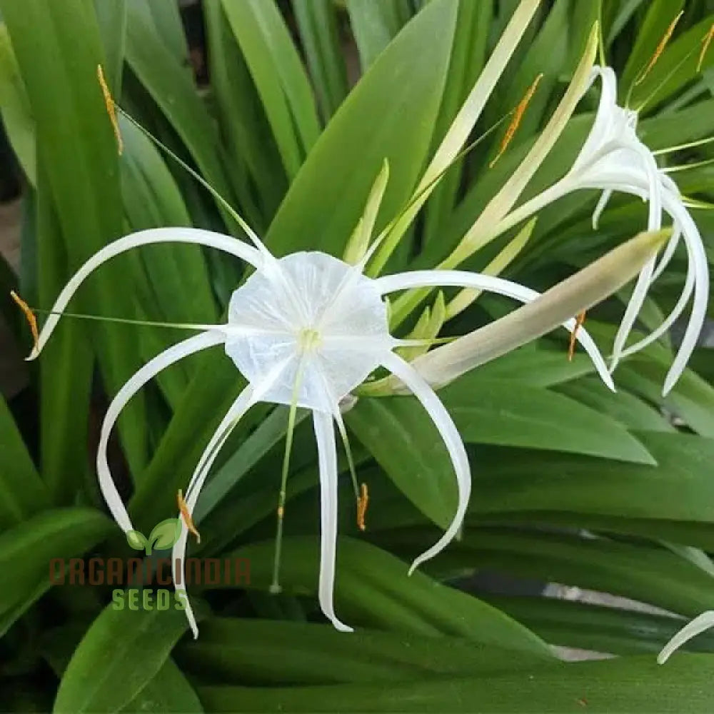 Spider Lily Mixed Color Flower Seeds Premium Quality For Planting And Gardening Seeds