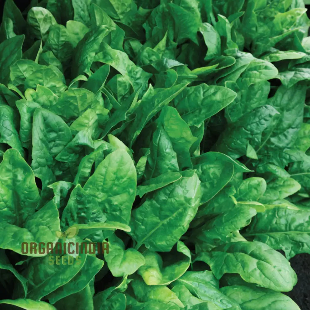 Spinach F1 Harp Vegetable Seeds High-Yield Disease-Resistant Fast-Growing Ideal For Home Gardens