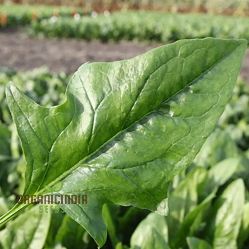 Spinach F1 Harp Vegetable Seeds High-Yield Disease-Resistant Fast-Growing Ideal For Home Gardens