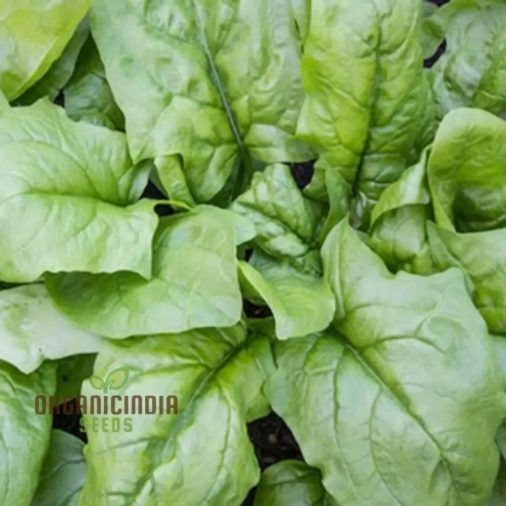 Spinach F1 Harp Vegetable Seeds High-Yield Disease-Resistant Fast-Growing Ideal For Home Gardens