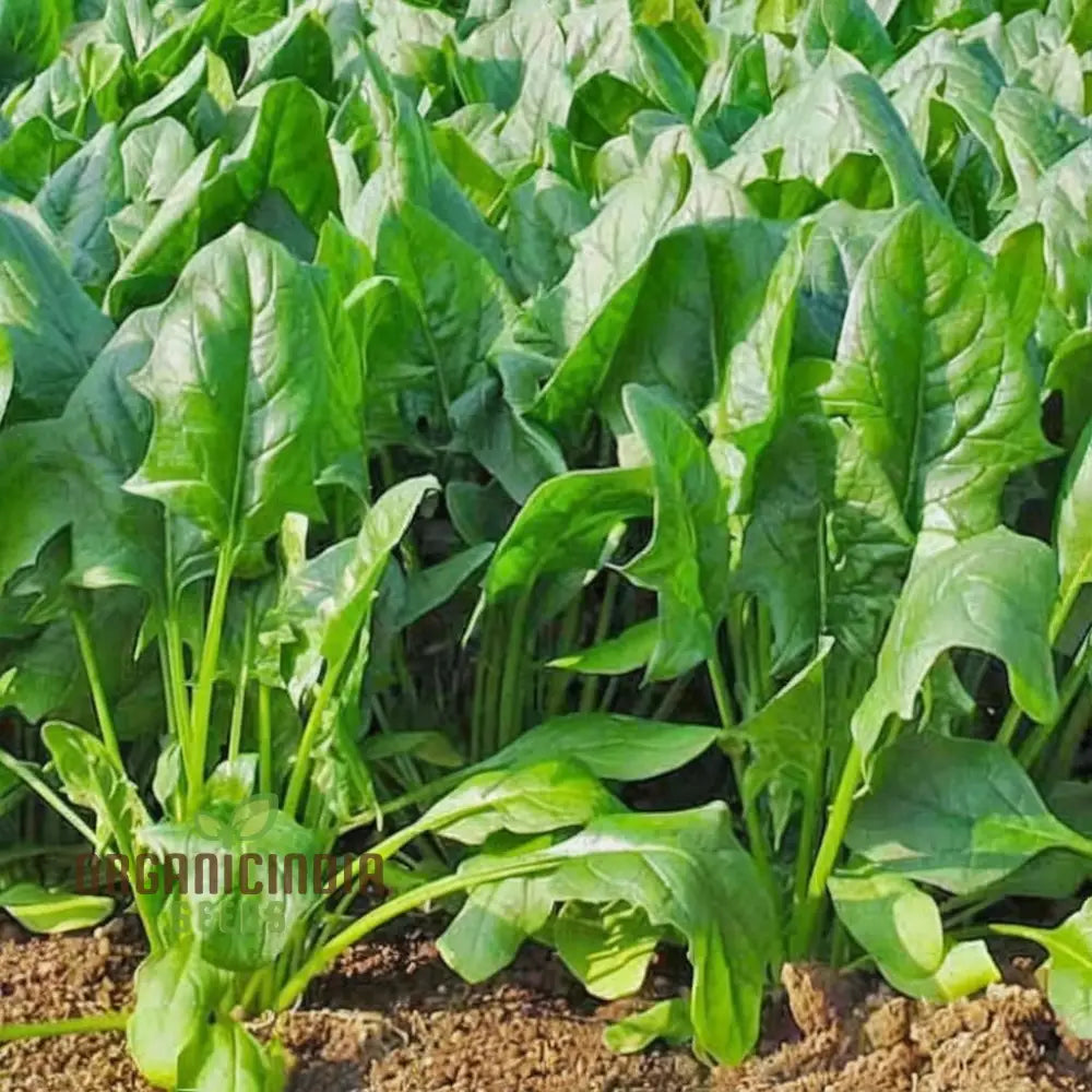 Spinach F1 Harp Vegetable Seeds High-Yield Disease-Resistant Fast-Growing Ideal For Home Gardens