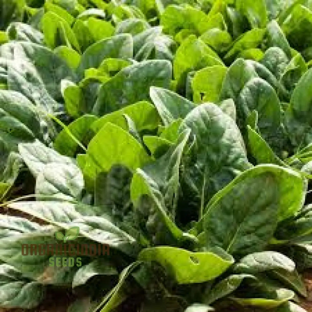 Spinach Giant Winter Seeds For Your Winter Garden | Buy Online