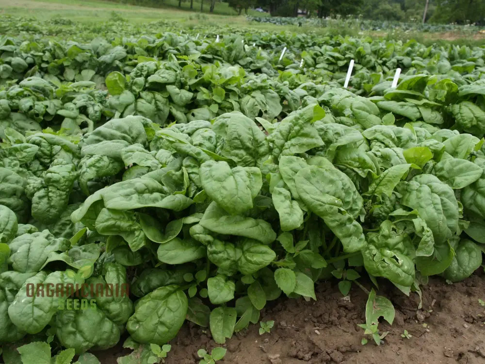 Spinach Giant Winter Seeds For Your Winter Garden | Buy Online