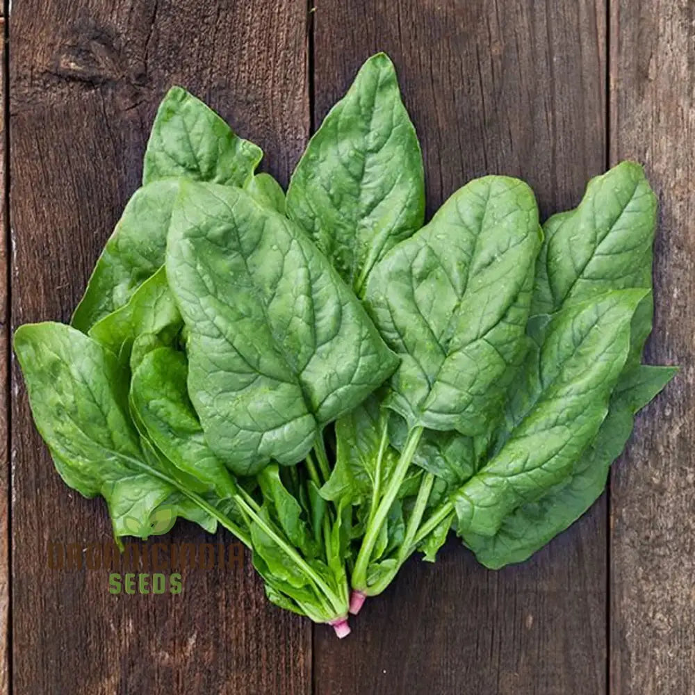 Spinach Giant Winter Seeds For Your Winter Garden | Buy Online