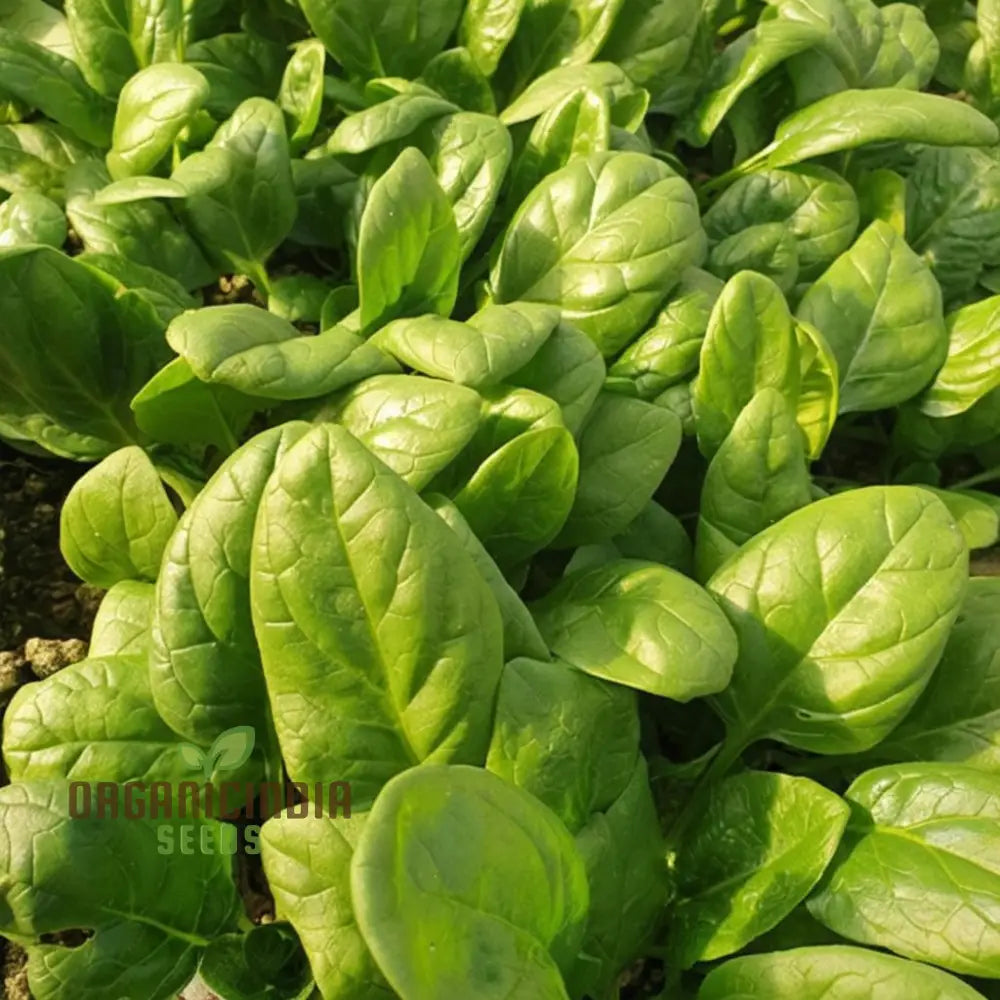 Spinach Helios F1-7: Premium Quality Hybrid Seeds