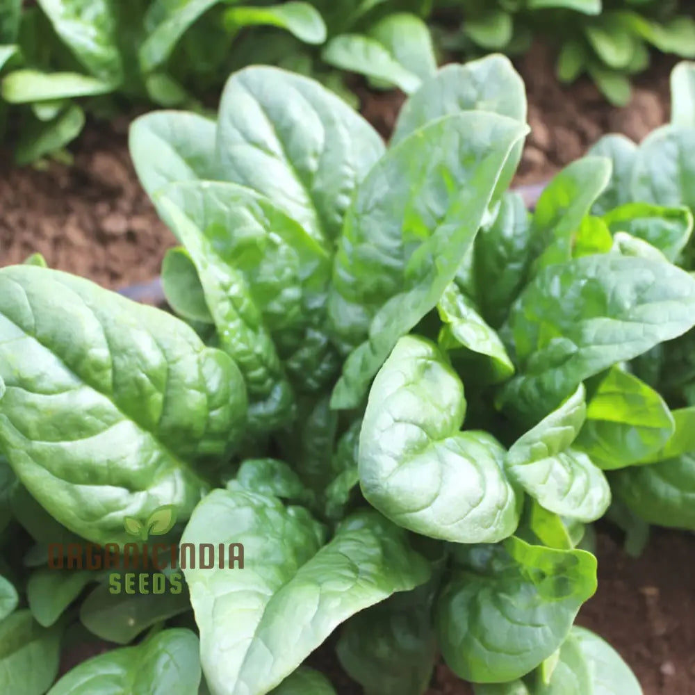 Spinach Helios F1-7: Premium Quality Hybrid Seeds