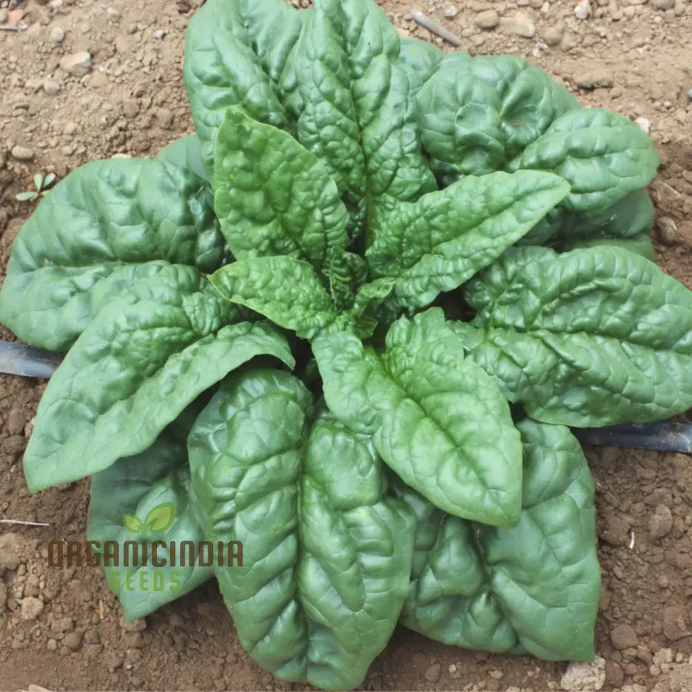 Spinach Helios F1-7: Premium Quality Hybrid Seeds