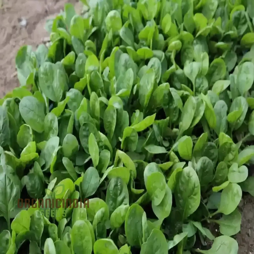 Spinach Helios F1-7: Premium Quality Hybrid Seeds