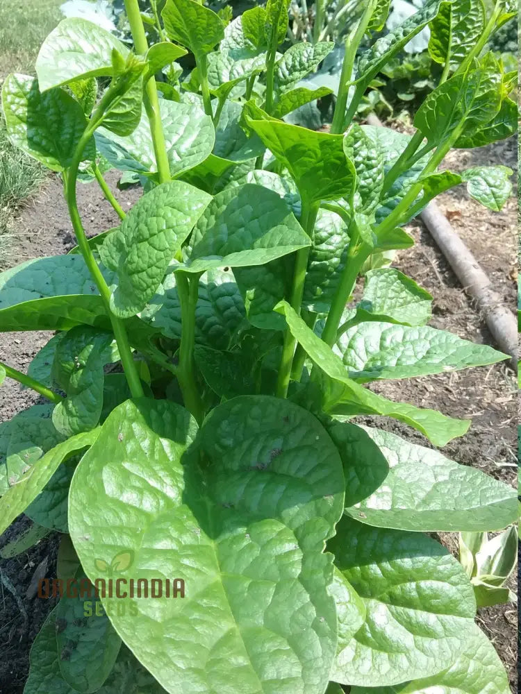 Spinach - Malabar (Ceylon) Green Seeds For Planting & Gardening | Premium Quality