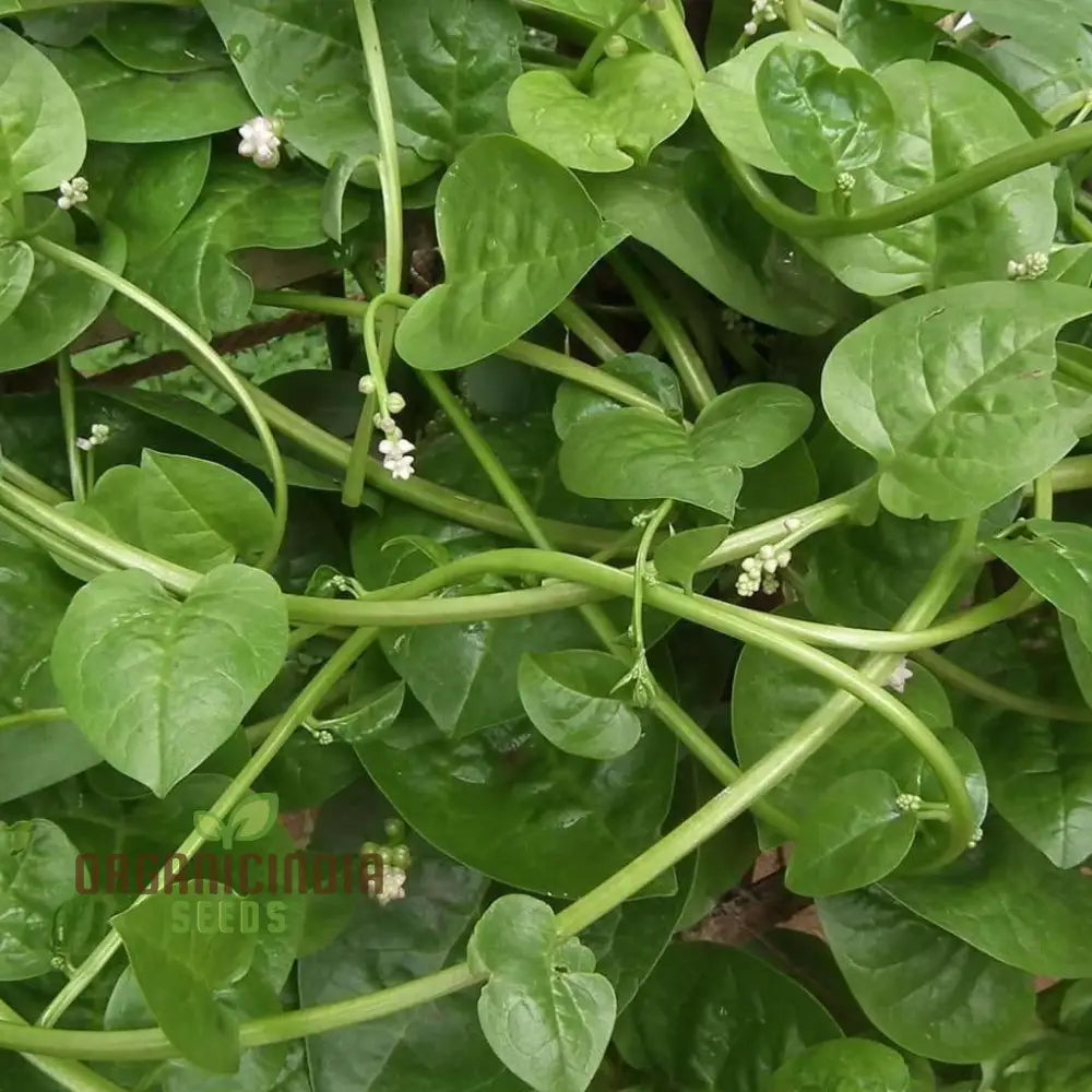 Spinach - Malabar (Ceylon) Green Seeds For Planting & Gardening | Premium Quality