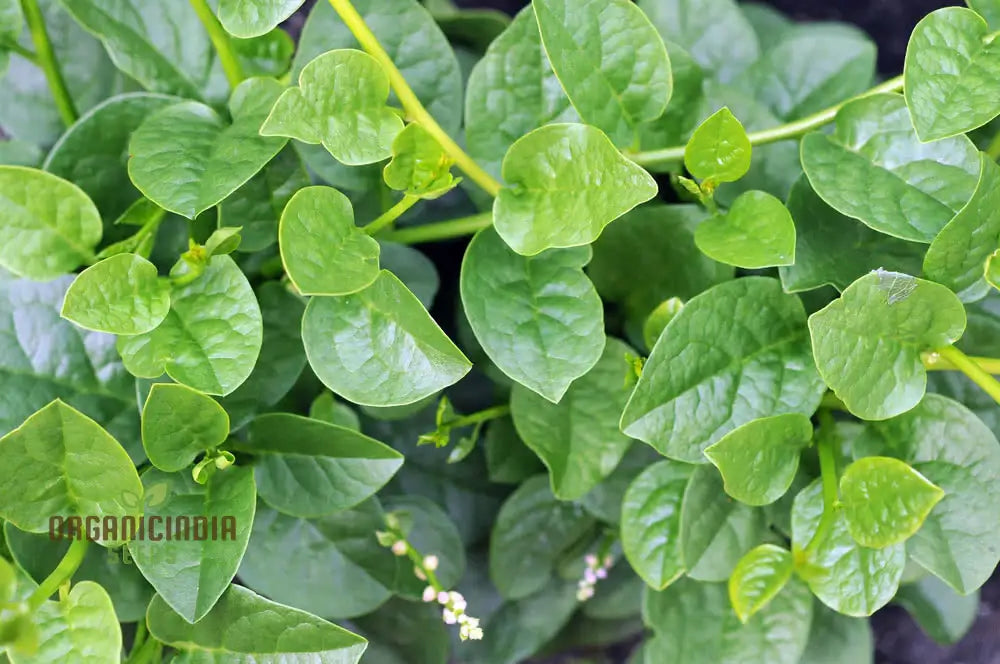 Spinach - Malabar (Ceylon) Green Seeds For Planting & Gardening | Premium Quality