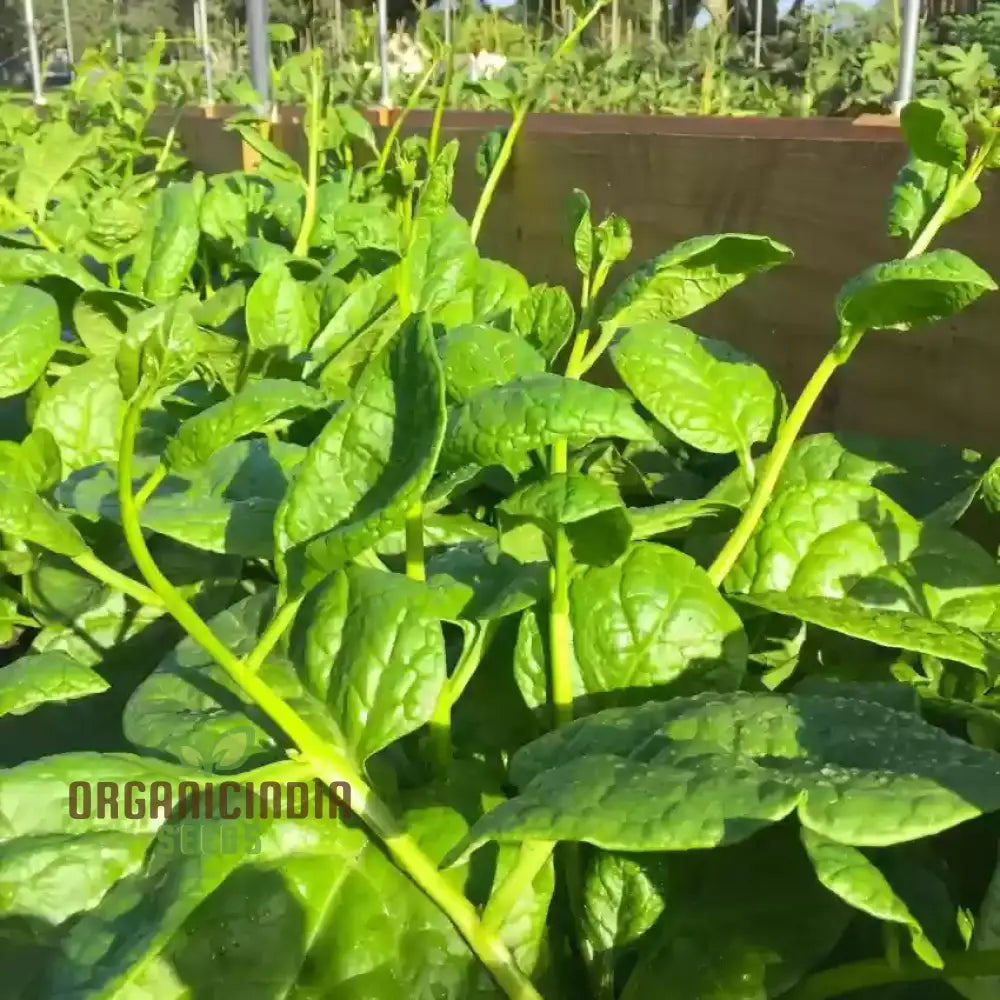 Spinach - Malabar (Ceylon) Green Seeds For Planting & Gardening | Premium Quality