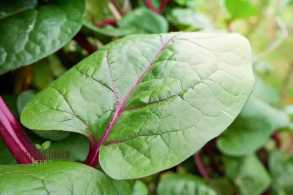 Spinach - Malabar (Ceylon) Red Seeds For Planting And Gardening