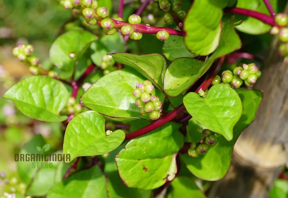 Spinach - Malabar (Ceylon) Red Seeds For Planting And Gardening