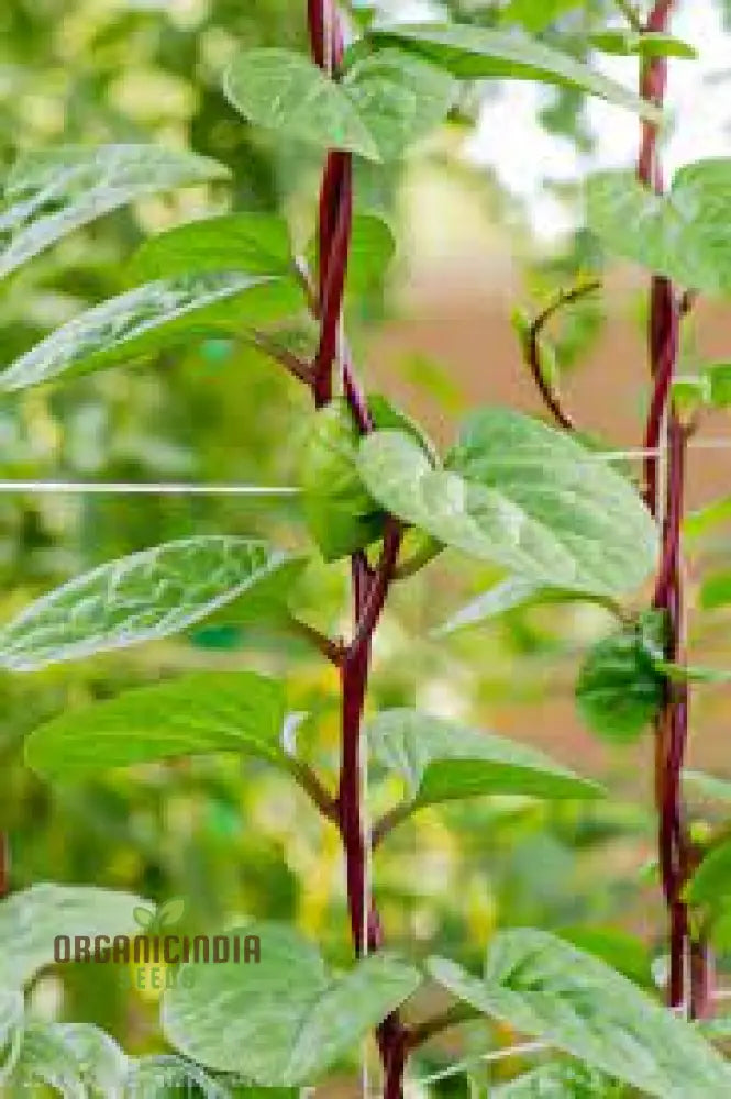 Spinach - Malabar (Ceylon) Red Seeds For Planting And Gardening