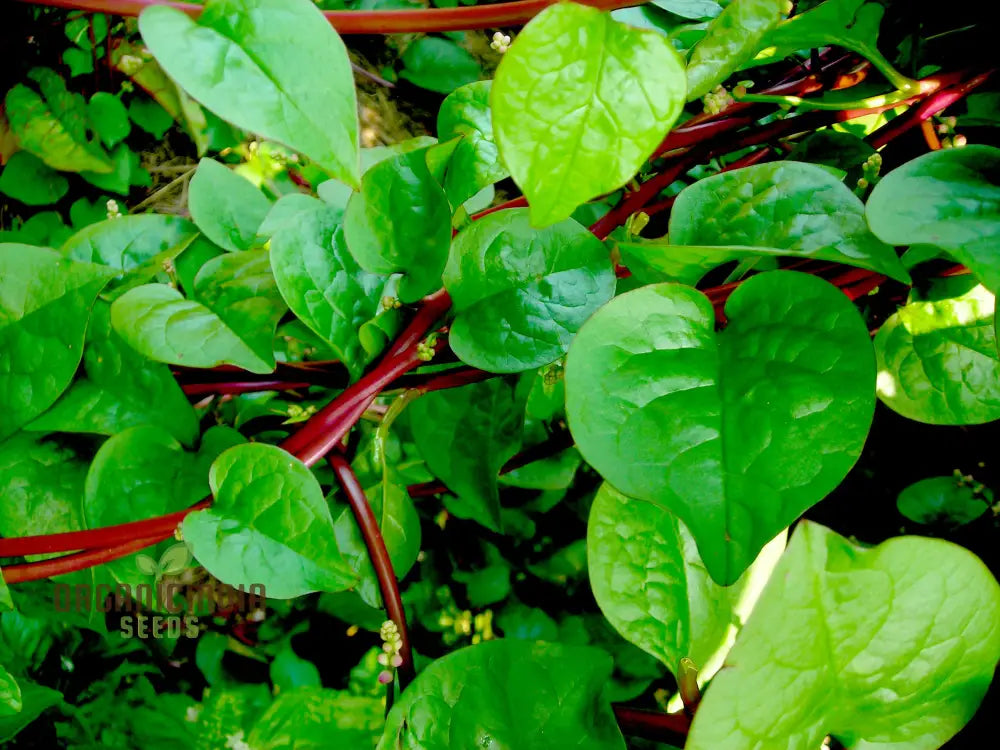 Spinach - Malabar (Ceylon) Red Seeds For Planting And Gardening