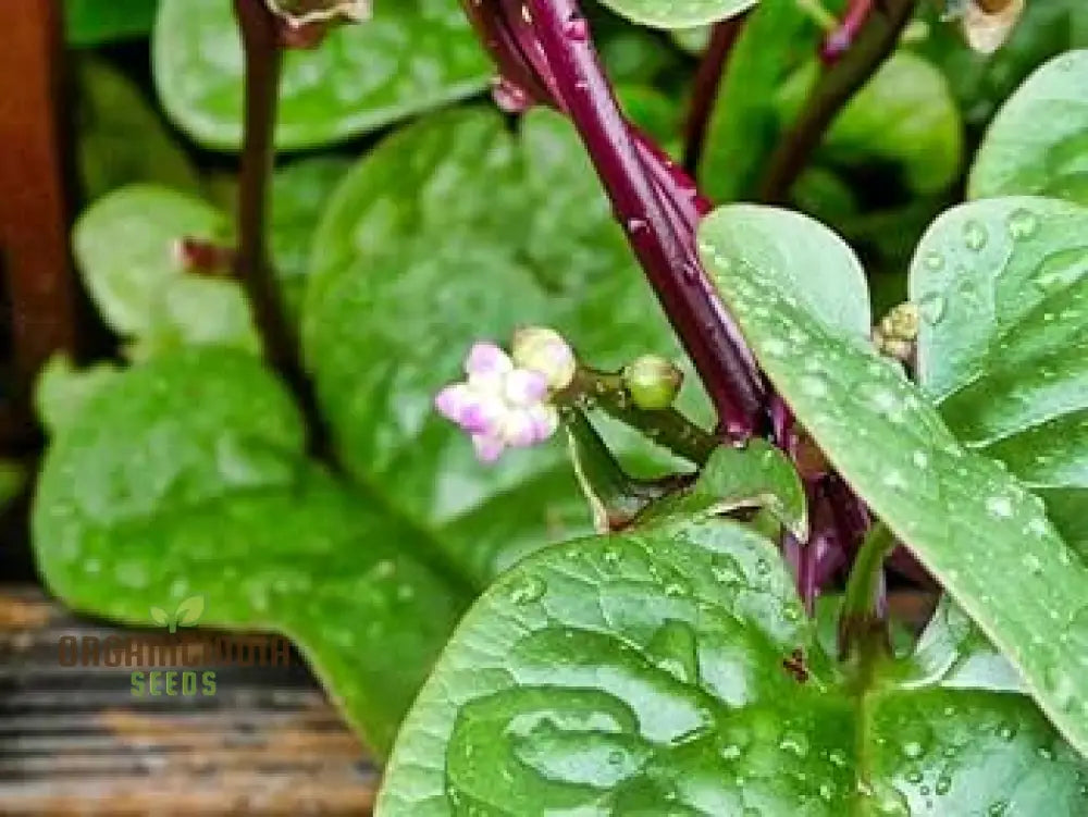 Spinach - Malabar (Ceylon) Red Seeds For Planting And Gardening