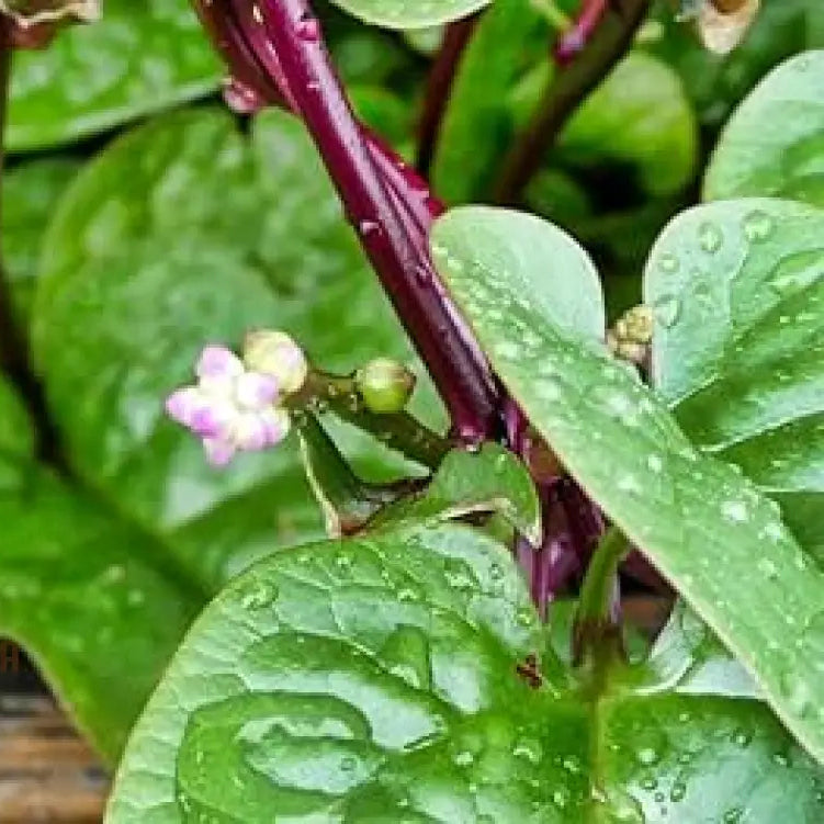 Spinach - Malabar (Ceylon) Red Seeds For Planting And Gardening