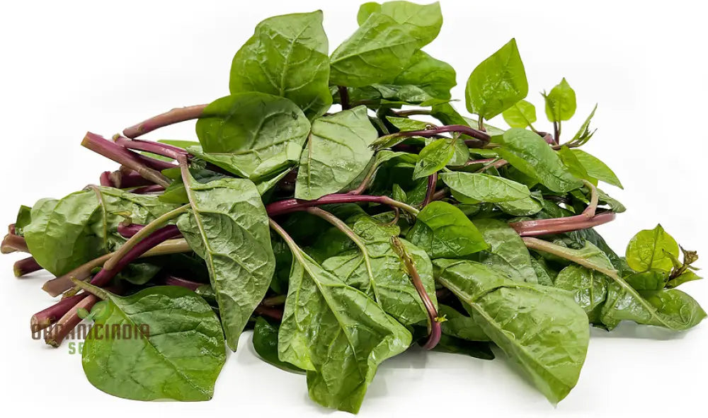 Spinach - Malabar (Ceylon) Red Seeds For Planting And Gardening