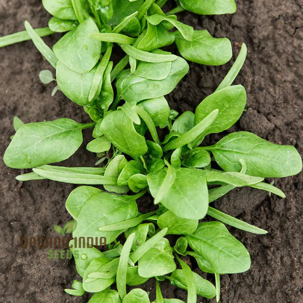 Spinach Medania Vegetable Seeds For Planting High-Quality Vegetables Perfect Home Gardening