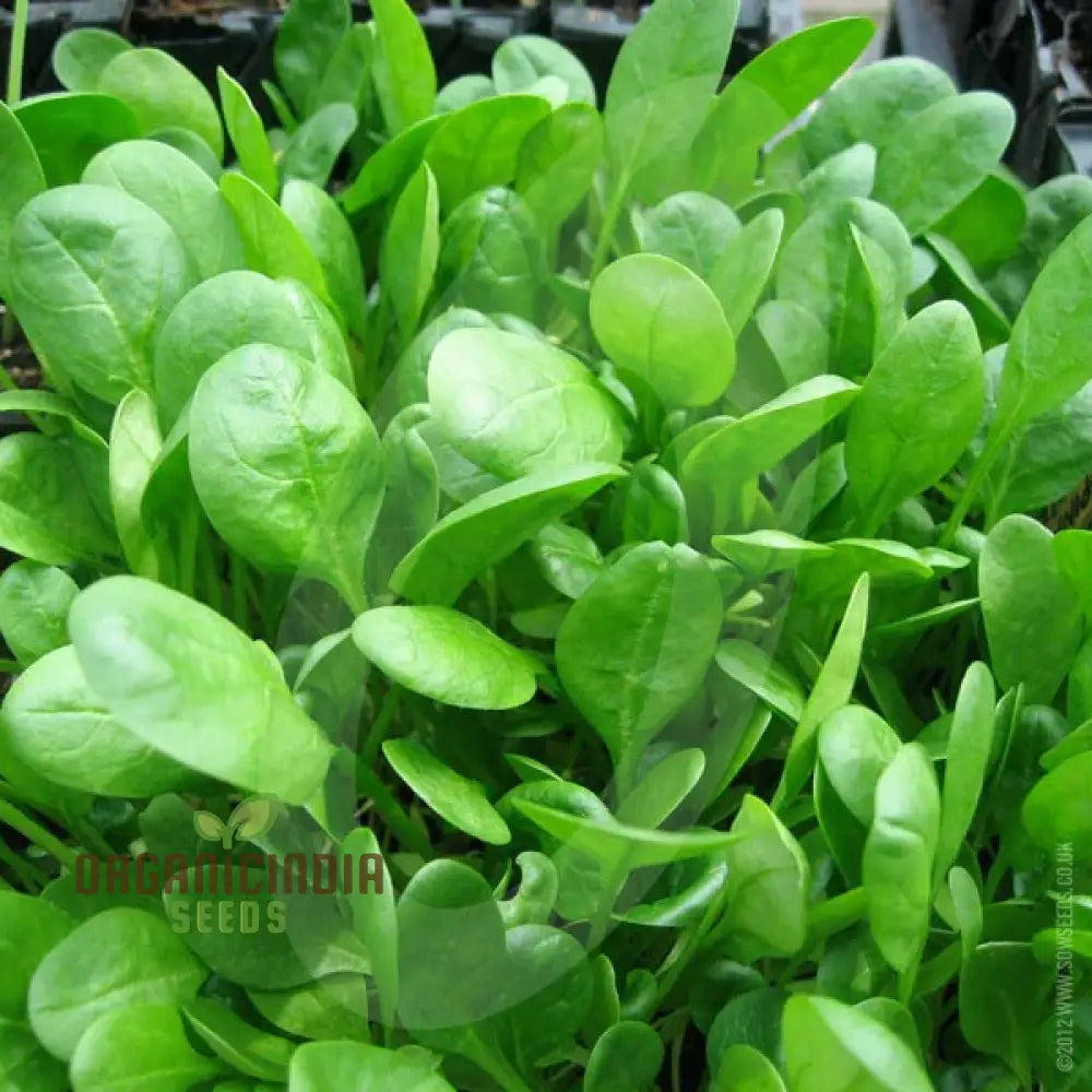 Spinach Medania Vegetable Seeds For Planting High-Quality Vegetables Perfect Home Gardening