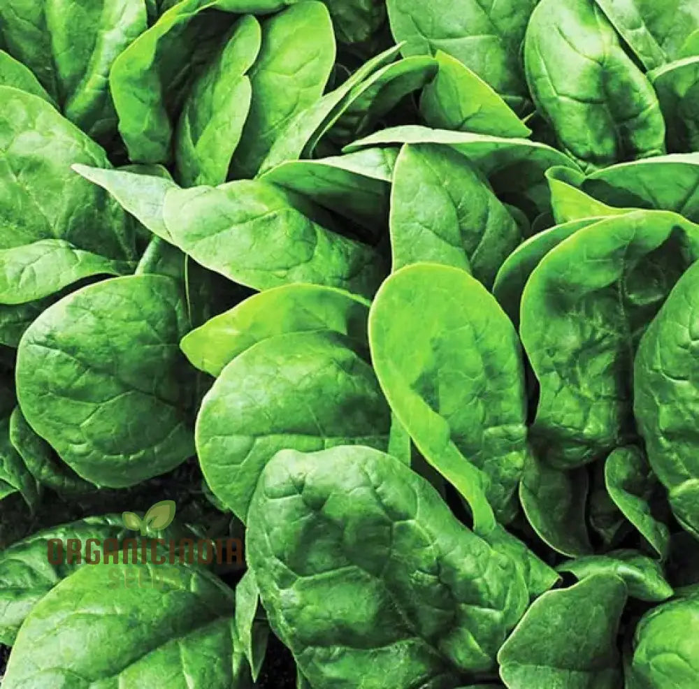 Spinach Medania Vegetable Seeds For Planting High-Quality Vegetables Perfect Home Gardening